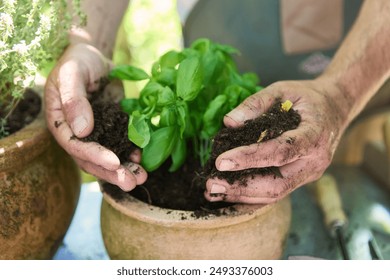 Close-up of hands planting basil in a clay pot with soil, representing home gardening and nurturing plants. - Powered by Shutterstock