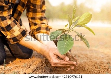 Closeup of hands planting trees on World Environment Day with sunset light, symbolizing the collective commitment and hope for a greener future.