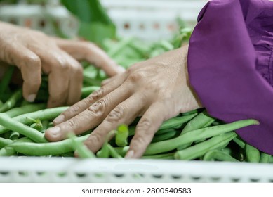 Closeup of hands sorting and inspecting fresh green beans in a crate during harvest, agricultural worker processing organic vegetables for market