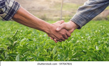 Closeup Hands Two Farmer Shaking Hands.