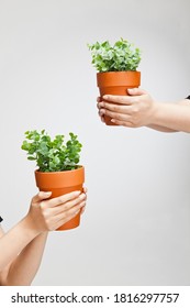 Close-up Of The Hands Of Two Women Holding Potted Plants With Arms Outstretched And With Both Hands