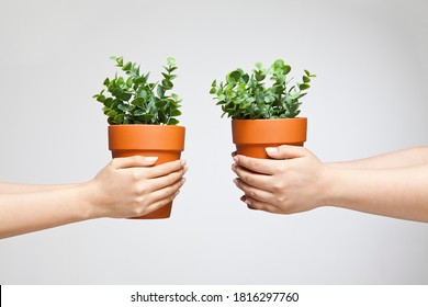 Close-up Of The Hands Of Two Women Holding Potted Plants With Arms Outstretched And With Both Hands