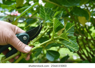 Close-up of hands using pruning shears, cutting hydrangea stems for propagation, showcasing the technique of plant multiplication