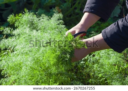 Close-up of hands using scissors to cut fresh dill growing in a garden. Freshly cut herbs ready for cooking.