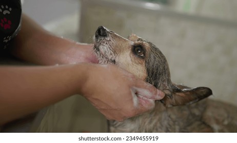 Close-up hands washing Small Dog at Pet Shop. Bathing and Grooming Canine Companion