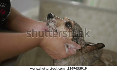 Close-up hands washing Small Dog at Pet Shop. Bathing and Grooming Canine Companion