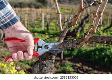 Close-up of the hands of the winemaker pruning the vineyard with professional steel scissors. Traditional agriculture. Winter pruning, Guyot method.