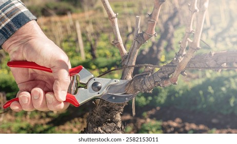 Close-up of the hands of the winemaker pruning the vineyard with professional steel scissors. Traditional agriculture. Winter pruning, Guyot method.