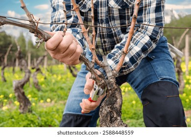 Close-up of the hands of the winemaker pruning the vineyard with professional steel scissors. Traditional agriculture. Winter pruning, Guyot method.