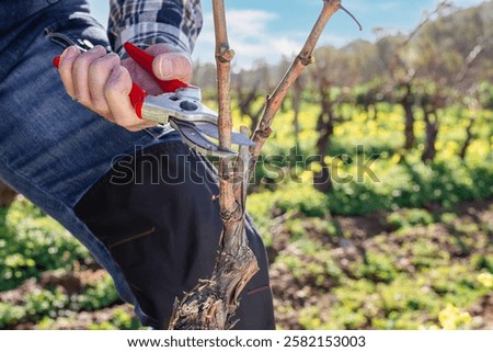 Close-up of the hands of the winemaker pruning the vineyard with professional steel scissors. Traditional agriculture. Winter pruning, Guyot method.