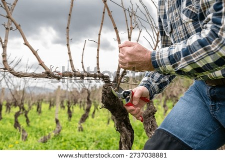 Close-up of the hands of the winemaker pruning the vineyard with professional steel scissors. Traditional agriculture. Winter pruning, Guyot method.