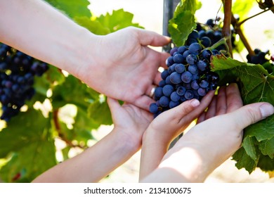 Close-up of hands of winemaker, wine grower or grape picker and child with ripe blue grapes on grapevin. Man harvesting. Mosel Rhine in Germany. Making of delicious red wine. German Rheingau region.