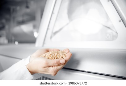 Closeup Hands Worker Holds Grain For Production Of White Flour In Automated Modern Mill Banner.