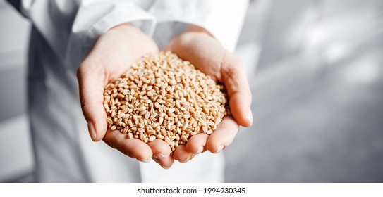 Closeup hands worker holds grain for production of white flour in automated modern mill banner.