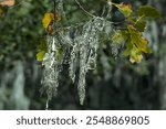 Closeup of hanging Lace Lichen on  the oak tree.