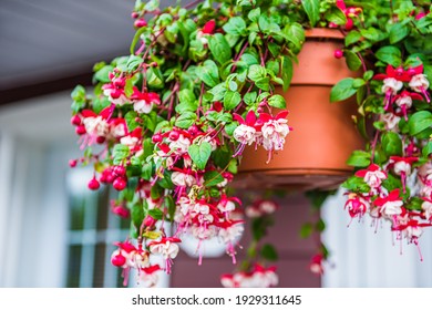 moe binden beroerte Fuchsia hanging Images, Stock Photos & Vectors | Shutterstock