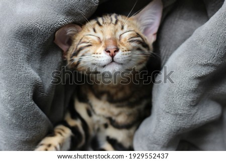Closeup of a happy adorable cute brown spotted bengal kitten napping and smiling while wrapped up in a blanket dreaming