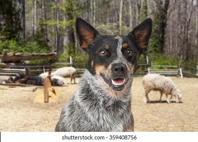 Closeup of a happy Australian Cattle Dog with an open field and sheep in the background 