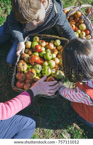 Image, Stock Photo Children and senior woman putting apples inside of wicker baskets