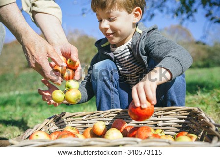 Portrait of happy kid putting apples in wicker basket