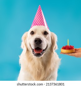 Closeup of happy dog in party hat celebrating birthday, unrecognizable female owner holding b-day cake in hand greeting labrador, presenting pie with candle, isolated on blue studio background