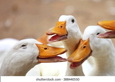 Closeup of happy ducks - Powered by Shutterstock