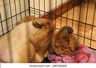 Closeup of happy fox red Labrador retriever puppy inside wire crate sleeping on his back with shallow depth of field