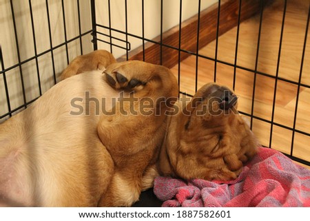 Closeup of happy fox red Labrador retriever puppy inside wire crate sleeping on his back with shallow depth of field