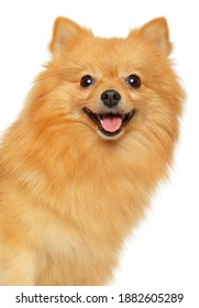 Close-up Of A Happy German Spitz Dog Isolated On A White Background