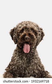Close-up happy Lagotto romagnolo dog posing isolated on white background.