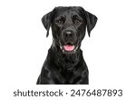 Close-up of a Happy panting black Labrador dog looking at the camera, Isolated on white, Remastered