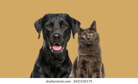 Close-up of a Happy panting black Labrador dog and blue maine coon cat looking at the camera, isolated on Brown pastel - Powered by Shutterstock