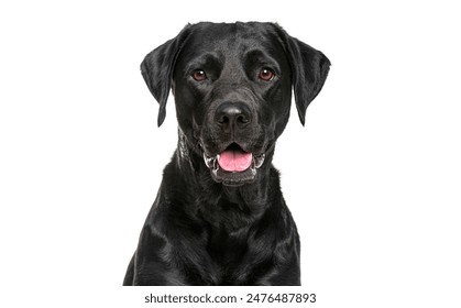 Close-up of a Happy panting black Labrador dog looking at the camera, Isolated on white, Remastered - Powered by Shutterstock