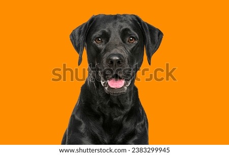 Close-up of a Happy panting black Labrador dog looking at the camera, isolated on orange background