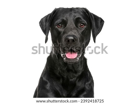 Close-up of a Happy panting black Labrador dog looking at the camera, isolated on white, Remastered