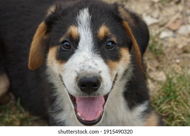 Closeup Of A Happy Puppy Dog , With Open Mouth And Tongue In Gard, France