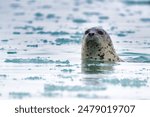 A close-up of a harbor seal swimming in icy waters, with a blurred background of floating ice