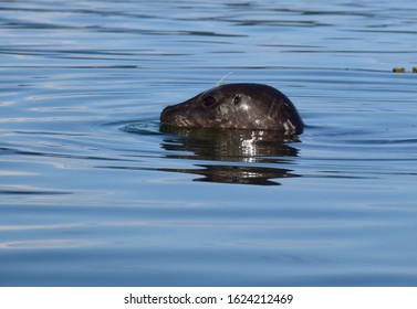 Closeup Of A Harbour Seal Head Emerging From The Water 