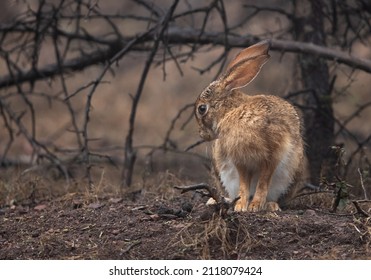 Closeup of a Hare in the forest of  Ranthambore Tiger Reserve, India