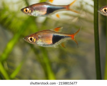 A Closeup Of  Harlequin Rasbora