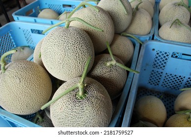 Closeup Of Harvested Delicious Summer Melon, Cantaloupe Honeydew Melon. Japanese Melon. Food Photography. Farming Agriculture. Melons In Crates Storage. Farm Life, Fresh Produce.