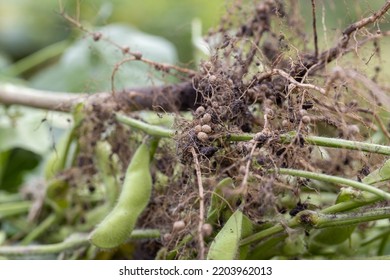 Close-up Of Harvested Soybean Roots