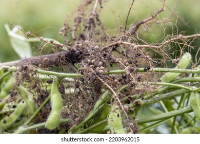 Close-up Of Harvested Soybean Roots