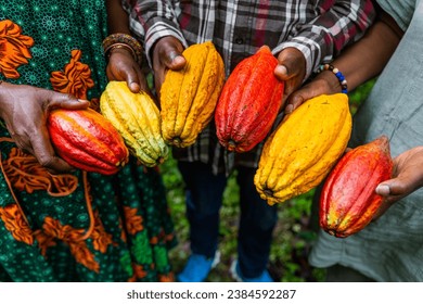 Closeup of harvesters hands showing yellow and red cocoa pods just picked. - Powered by Shutterstock