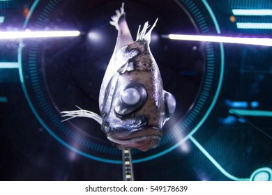 Closeup Of Hatchet Fish In Aquarium