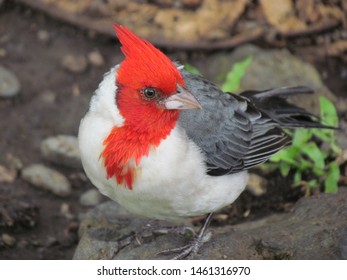 178 Hawaiian cardinal Images, Stock Photos & Vectors | Shutterstock