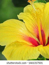 hibiscus up close