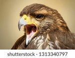 Close-up of a hawk chirping