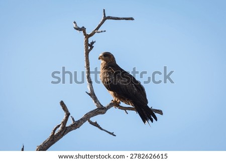 Closeup of a hawk perched high in a tree looking for prey