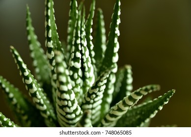 Close-up Haworthia Fasciata at home - Powered by Shutterstock